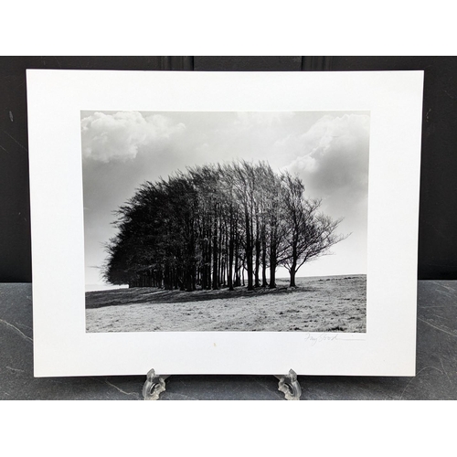 431 - FAY GODWIN (PHOTOGRAPHER 1931-2005): 'Barbary Castle Chimp (Spring)': gelatin silver print, 17.5 x 2... 