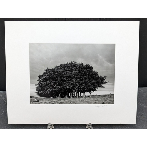 443 - FAY GODWIN (PHOTOGRAPHER 1931-2005): 'Barbary Castle Clump, Summer': gelatin silver print, 16.5 x 23... 