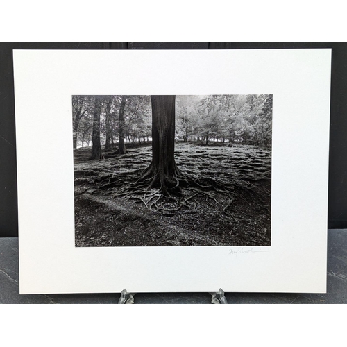 451 - FAY GODWIN (PHOTOGRAPHER 1931-2005): 'Tree Roots, Mytholmroyd': gelatin silver print, 17.5 x 22.5cm,... 