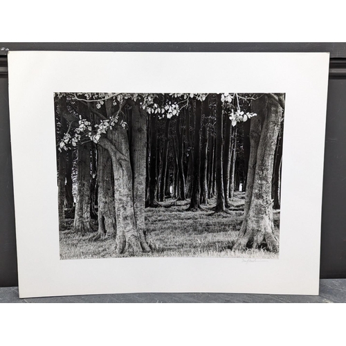 479 - FAY GODWIN (PHOTOGRAPHER 1931-2005): 'Ridgeway: Barbary Castle Clump, Right In': gelatin silver prin... 