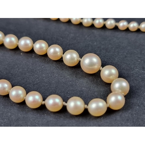 1013 - A graduated pearl necklace, approx. 45cm long.