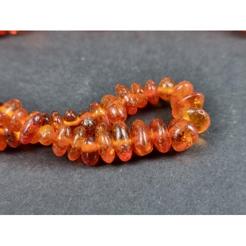 1107 - An amber bead necklace, approx. 150cm long, 50g; together with another example approximately 44cm lo... 