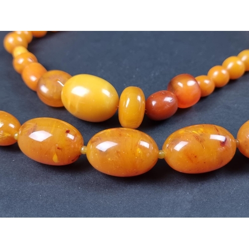 1111 - Two amber style graduated bead necklaces, 80cm and 52cm long.