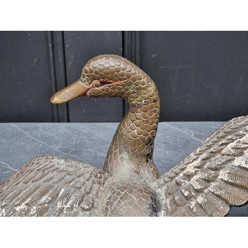 1182 - A cast brass duck, wingspan 57cm.