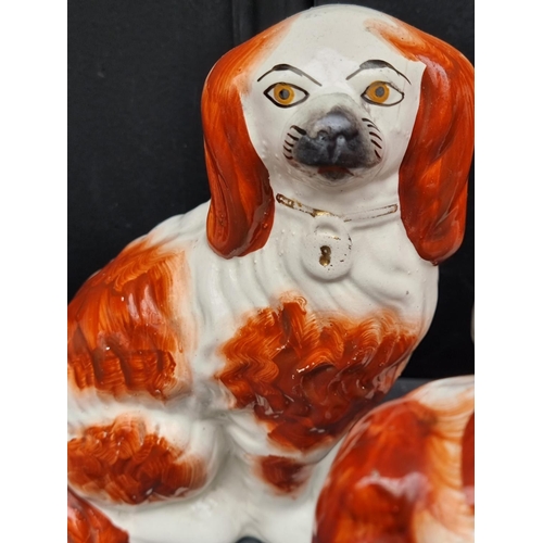 1537 - A rare Victorian Staffordshire pottery figure of a standing spaniel on pink cushion, 19.5cm high; to... 