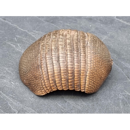 1567 - Taxidermy: an Armadillo shell, 20cm long.