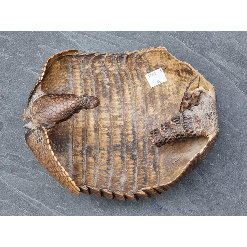 1567 - Taxidermy: an Armadillo shell, 20cm long.