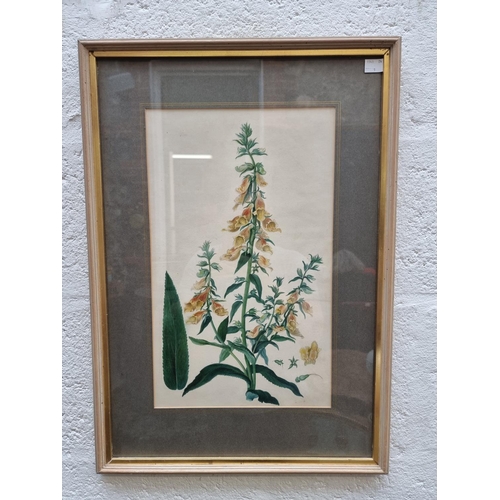 1333 - British School, 19th century, foxgloves, watercolour, 41.5 x 25cm.