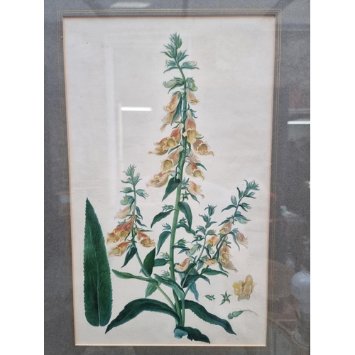 1333 - British School, 19th century, foxgloves, watercolour, 41.5 x 25cm.