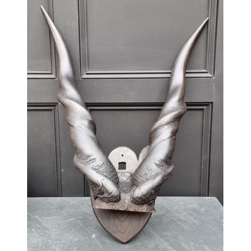 1244 - Taxidermy: a pair of Giant Eland horns, with partial skull mount, on oak shield, 82cm high.... 