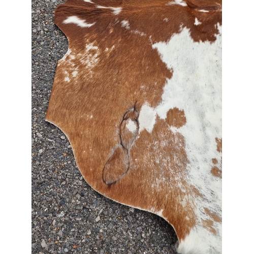 1142 - An old cow hide rug, 184cm long x 202 wide.