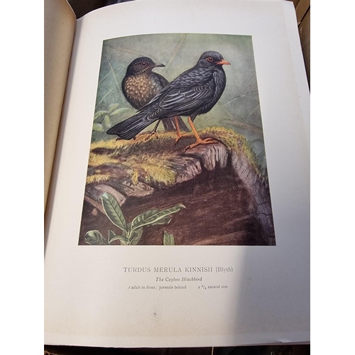 212 - HENRY (G M): 'Coloured Plates of the Birds of Ceylon...': published by the Ceylon Government, 1927: ... 