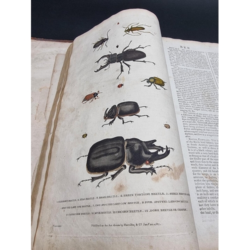 26 - MARTYN (William): 'New Dictionary of Natural History', 1785: with 100 hand-coloured plates: lacks fi... 