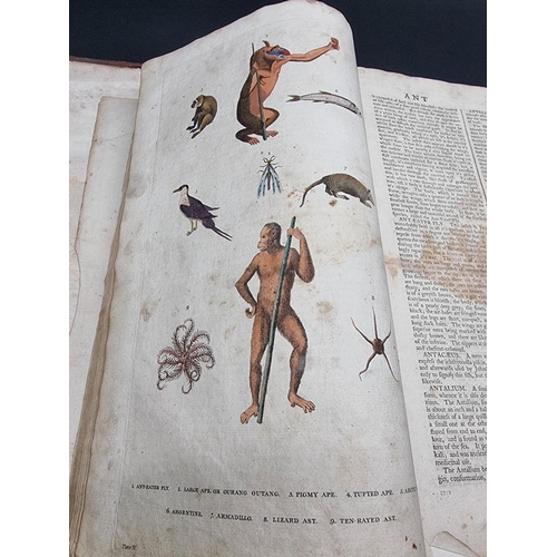 26 - MARTYN (William): 'New Dictionary of Natural History', 1785: with 100 hand-coloured plates: lacks fi... 