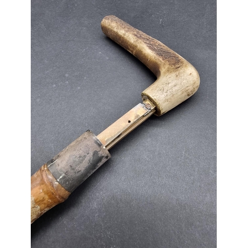 1651 - An Edwardian antler handled bamboo horse measuring stick, with silver collar, hallmarked 1905.... 