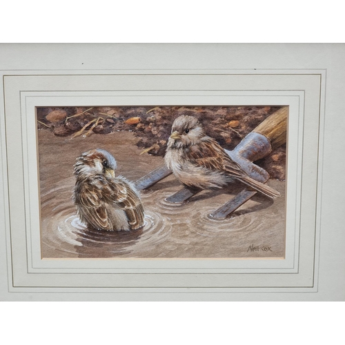 1180 - Neil Cox, Sparrows bathing, signed, watercolour, 12.5 x 20cm.