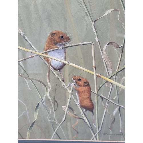 1193 - Patrick D Whalley, Harvest Mice, signed and dated 1979, gouache, 29 x 23cm.