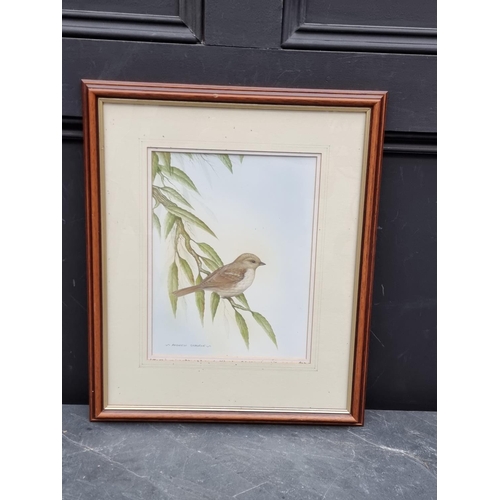 1209 - Andrew Osborne, British garden birds, a set of seven, each signed, watercolour, largest 31 x 22cm.... 