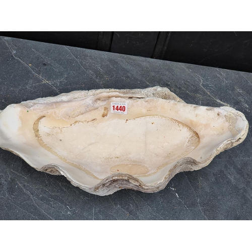 1440 - Natural History: a large clam shell, 48cm wide.