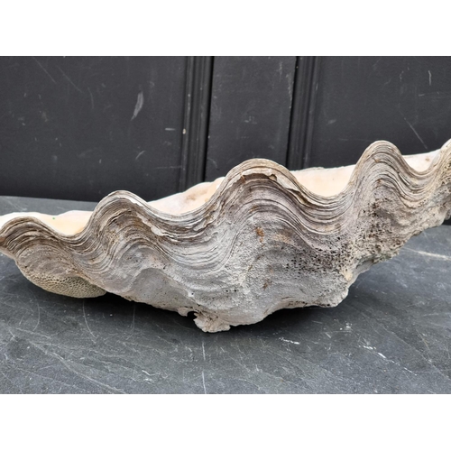 1440 - Natural History: a large clam shell, 48cm wide.