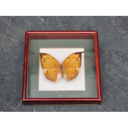 1560 - Taxidermy: a large collection of butterfly specimens.