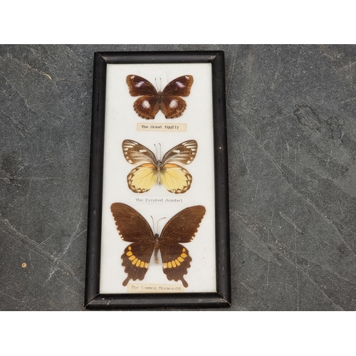 1560 - Taxidermy: a large collection of butterfly specimens.