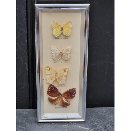 1560 - Taxidermy: a large collection of butterfly specimens.