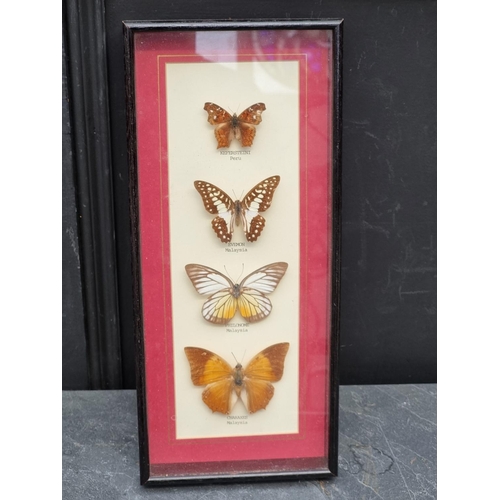 1560 - Taxidermy: a large collection of butterfly specimens.