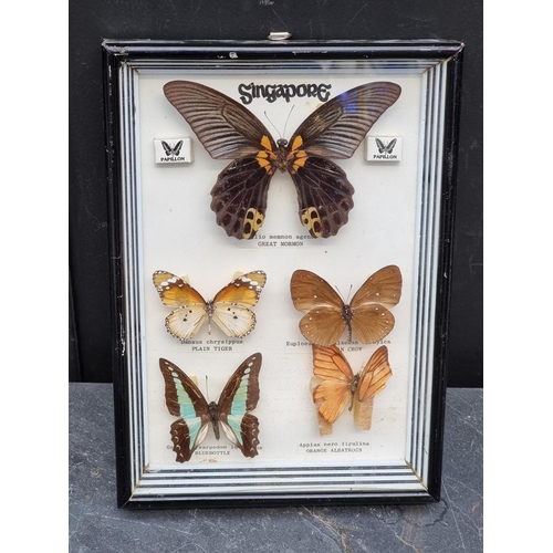 1560 - Taxidermy: a large collection of butterfly specimens.