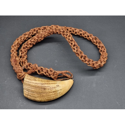 1593 - Ethnographica: a Fijian whale tooth pendant necklace Tabua, with braided coconut fibre chain, the to... 