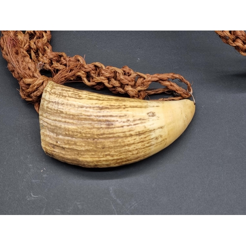 1593 - Ethnographica: a Fijian whale tooth pendant necklace Tabua, with braided coconut fibre chain, the to... 