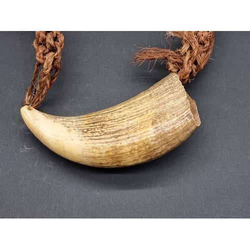 1593 - Ethnographica: a Fijian whale tooth pendant necklace Tabua, with braided coconut fibre chain, the to... 