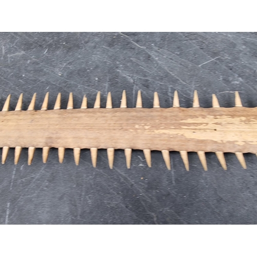 1594 - Natural History: a sawfish rostrum, with sixty two teeth, 92cm wide, (drilled).CITES Certi... 