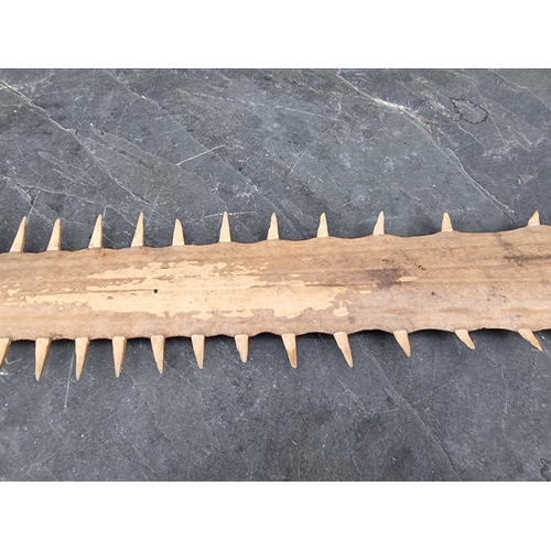 1594 - Natural History: a sawfish rostrum, with sixty two teeth, 92cm wide, (drilled).CITES Certi... 