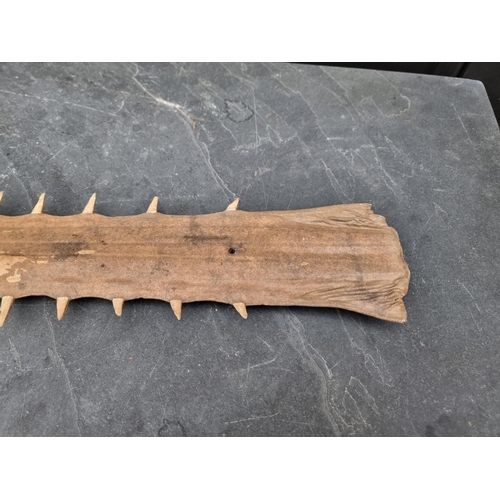 1594 - Natural History: a sawfish rostrum, with sixty two teeth, 92cm wide, (drilled).CITES Certi... 