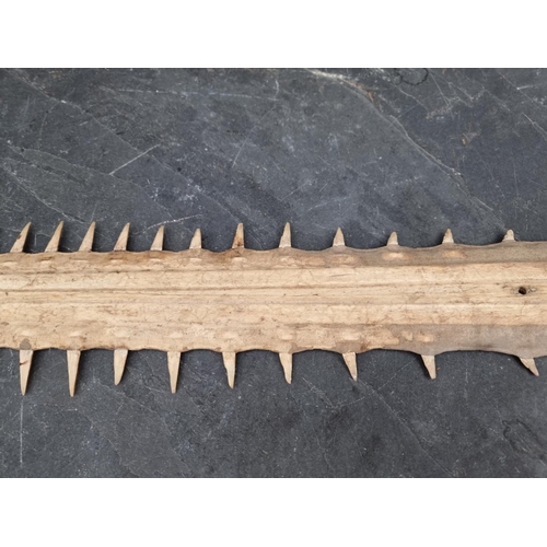 1594 - Natural History: a sawfish rostrum, with sixty two teeth, 92cm wide, (drilled).CITES Certi... 