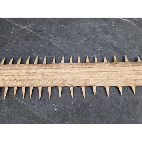 1594 - Natural History: a sawfish rostrum, with sixty two teeth, 92cm wide, (drilled).CITES Certi... 