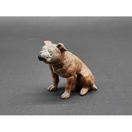 1639 - A cold painted spelter bulldog, in the manner of Franz Bergman, 7.8cm high.