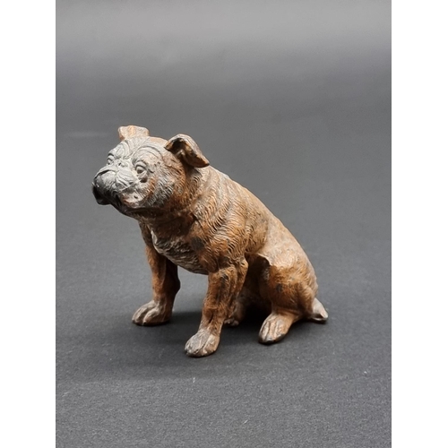 1639 - A cold painted spelter bulldog, in the manner of Franz Bergman, 7.8cm high.