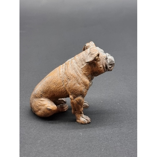 1639 - A cold painted spelter bulldog, in the manner of Franz Bergman, 7.8cm high.