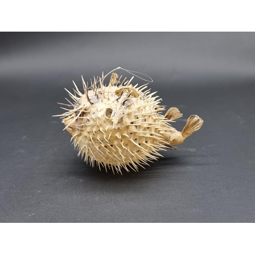 1576 - Taxidermy: a Pufferfish, 20cm long.