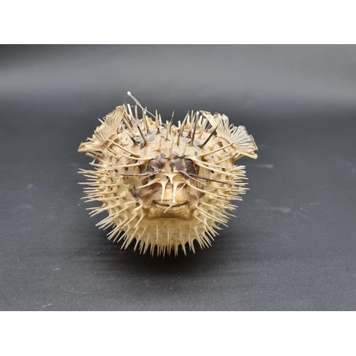 1576 - Taxidermy: a Pufferfish, 20cm long.