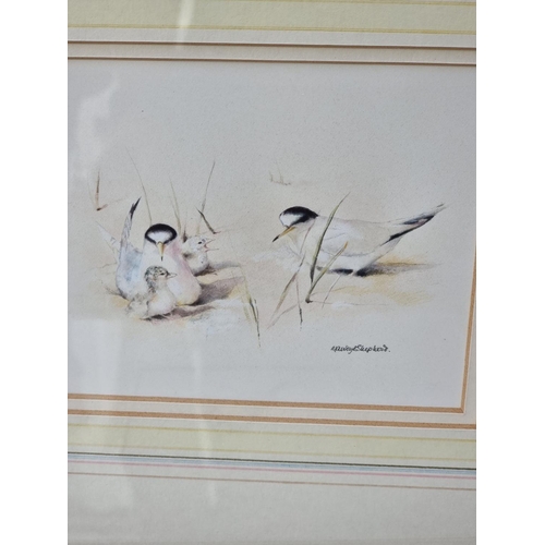 1123 - Mandy Shepherd, 'Blue Tit'; 'Great Tit'; 'Terns', a set of three, each signed, watercolour, largest ... 