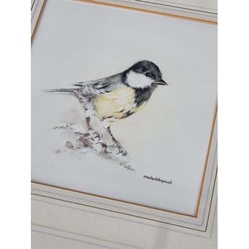 1123 - Mandy Shepherd, 'Blue Tit'; 'Great Tit'; 'Terns', a set of three, each signed, watercolour, largest ... 