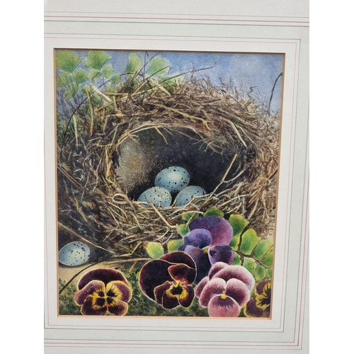 1155 - British School, Song Thrush nest with pansies, watercolour, 24 x 19.5cm.