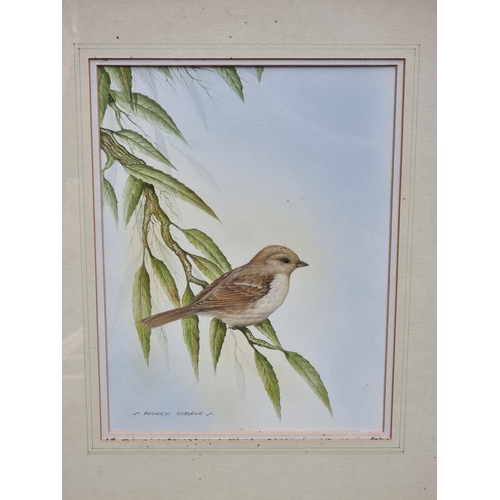 1167 - Andrew Osborne, British garden birds, a set of seven, each signed, watercolour, largest 31 x 22cm. (... 