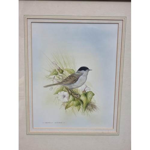 1167 - Andrew Osborne, British garden birds, a set of seven, each signed, watercolour, largest 31 x 22cm. (... 