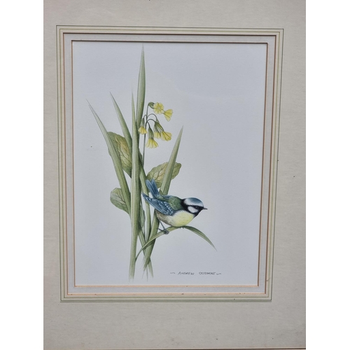 1167 - Andrew Osborne, British garden birds, a set of seven, each signed, watercolour, largest 31 x 22cm. (... 