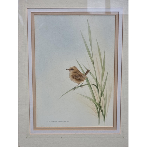 1167 - Andrew Osborne, British garden birds, a set of seven, each signed, watercolour, largest 31 x 22cm. (... 