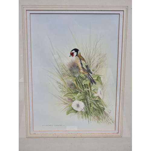 1167 - Andrew Osborne, British garden birds, a set of seven, each signed, watercolour, largest 31 x 22cm. (... 